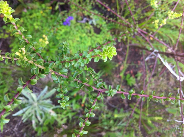 Baccharis axillaris DC. Baccharis axillaris DC.