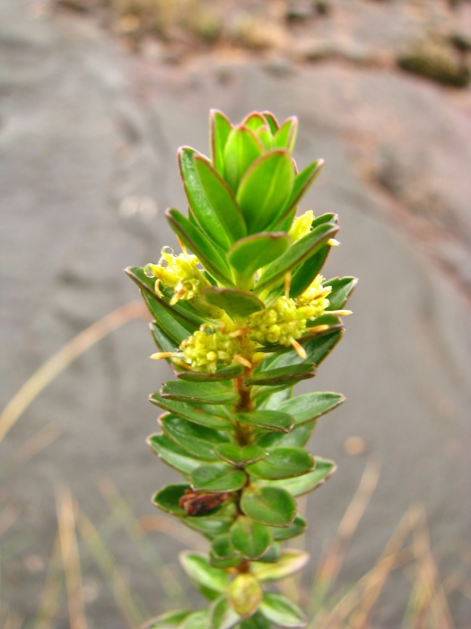 Baccharis aracatubaensis Malag. Baccharis aracatubaensis Malag.