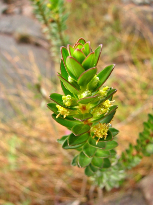 Baccharis aracatubaensis Malag. Baccharis aracatubaensis Malag.