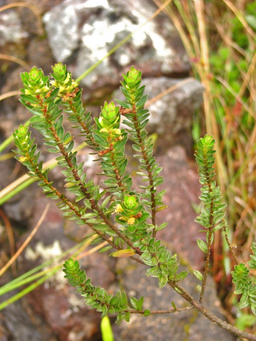 Baccharis aracatubaensis Malag. Baccharis aracatubaensis Malag.