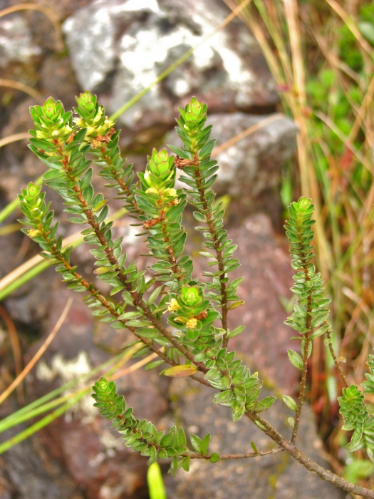 Baccharis aracatubaensis Malag.