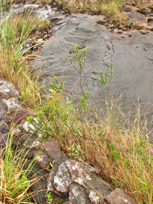 Baccharis aracatubaensis Malag. Baccharis aracatubaensis Malag.