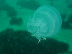 Root-mouthed jellyfish Eupilema inexpextata at Long Beach, Simon's Town in False Bay