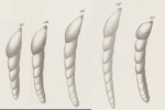 Dentalina roemeri Neugeboren, 1856 syntypes