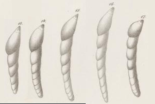 Dentalina roemeri Neugeboren, 1856 syntypes Dentalina roemeri Neugeboren, 1856 syntypes