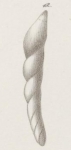 Dentalina haueri Neugeboren, 1856 Holotype