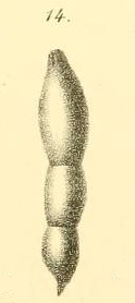 Nodosaria (Dentalina) benningseni Reuss, 1863