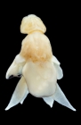 Lernanthropus microlamini female