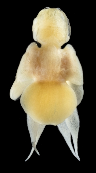 Lernanthropus alepicolus female