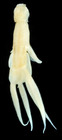 Lernanthropus elegans female