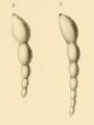 Nodosaria (Dentalina) laxa Reuss, 1866