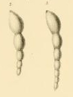 Nodosaria (Dentalina) laxa Reuss, 1866 Nodosaria (Dentalina) laxa Reuss, 1866