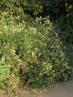 Baccharis racemosa (Ruiz & Pav.) DC.