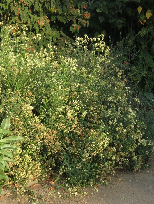 Baccharis racemosa (Ruiz & Pav.) DC. Baccharis racemosa (Ruiz & Pav.) DC.