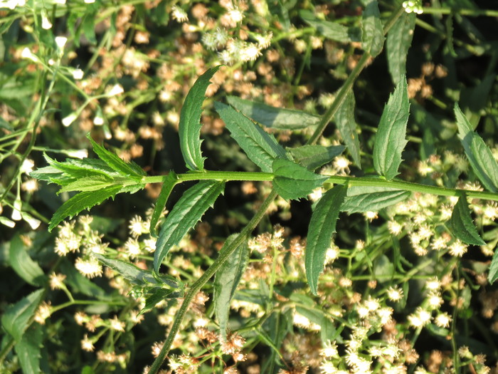 Baccharis racemosa (Ruiz & Pav.) DC. Baccharis racemosa (Ruiz & Pav.) DC.