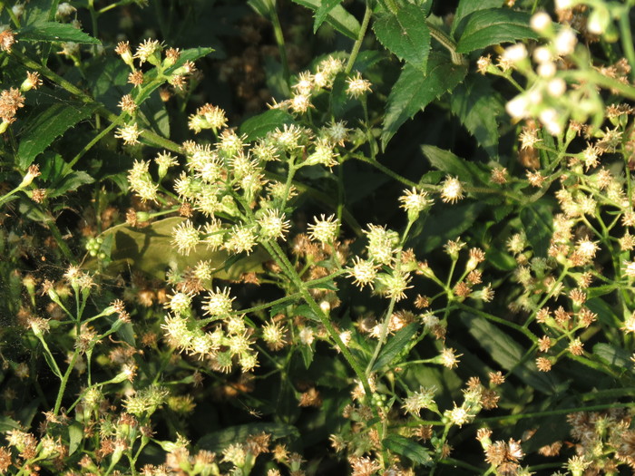 Baccharis racemosa (Ruiz & Pav.) DC. Baccharis racemosa (Ruiz & Pav.) DC.