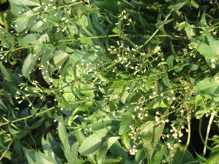 Baccharis racemosa (Ruiz & Pav.) DC. Baccharis racemosa (Ruiz & Pav.) DC.