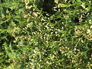 Baccharis racemosa (Ruiz & Pav.) DC.