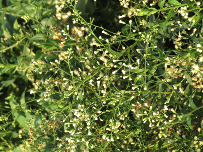 Baccharis racemosa (Ruiz & Pav.) DC. Baccharis racemosa (Ruiz & Pav.) DC.