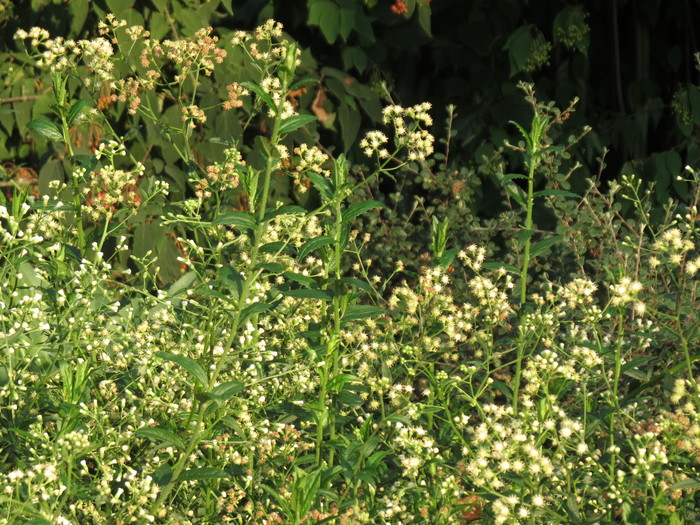 Baccharis racemosa (Ruiz & Pav.) DC. Baccharis racemosa (Ruiz & Pav.) DC.