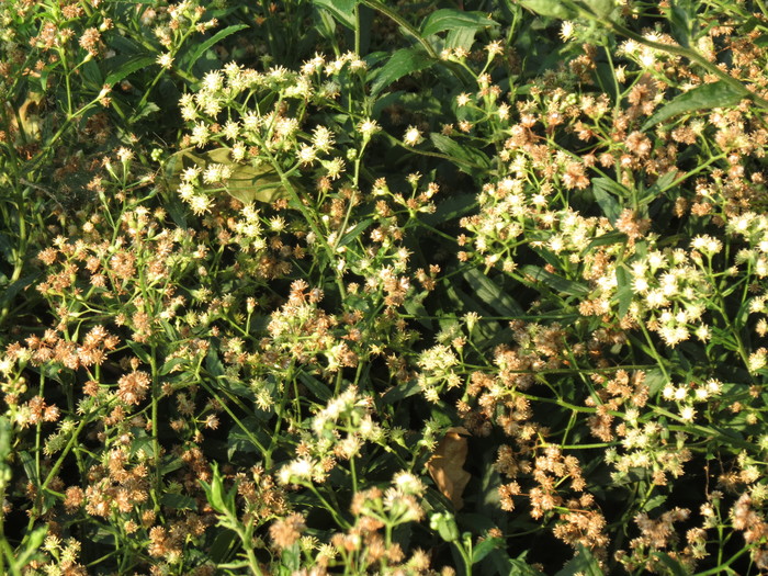 Baccharis racemosa (Ruiz & Pav.) DC. Baccharis racemosa (Ruiz & Pav.) DC.
