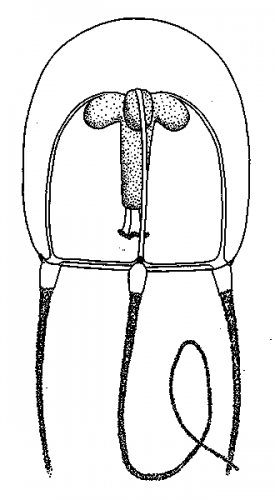 Tiaricodon coeruleus, subadult medusa from New Zealand, from Schuchert (1996)