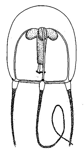 Tiaricodon coeruleus, subadult medusa from New Zealand, from Schuchert (1996) Tiaricodon coeruleus, subadult medusa from New Zealand, from Schuchert (1996)