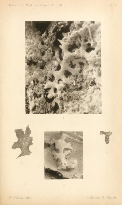 Ramulina grimaldii Schlumberger, 1891