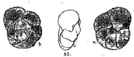 Discorbis collinsi Parr 1932. Holotype Discorbis collinsi Parr 1932. Holotype