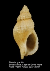 Pisania gracilis