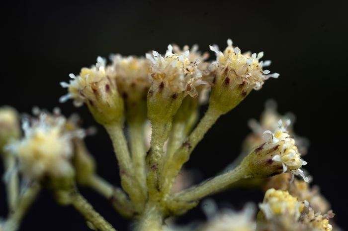 Baccharis vitis-idaea Oliv. ex Thurn