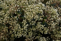 Baccharis vitis-idaea Oliv. ex Thurn