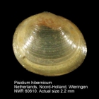 Pisidium hibernicum