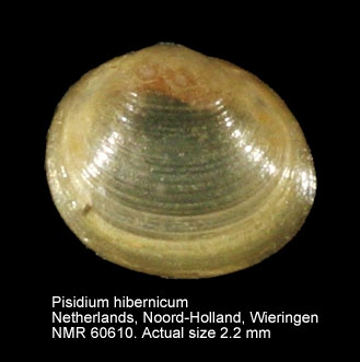 Pisidium hibernicum