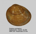 Pisidium pulchellum