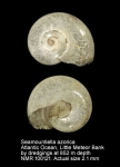 Seamountiella azorica