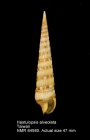 Hastulopsis alveolata