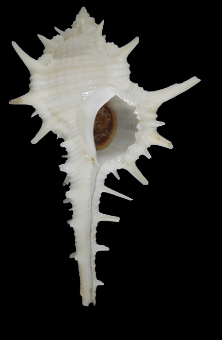 Murex surinamensis Murex surinamensis
