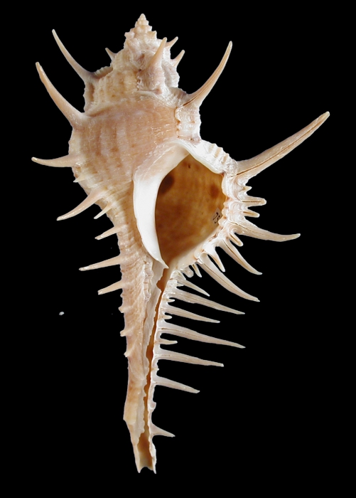 Murex indicus Murex indicus