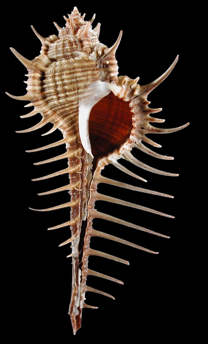 Murex hystricosus Murex hystricosus