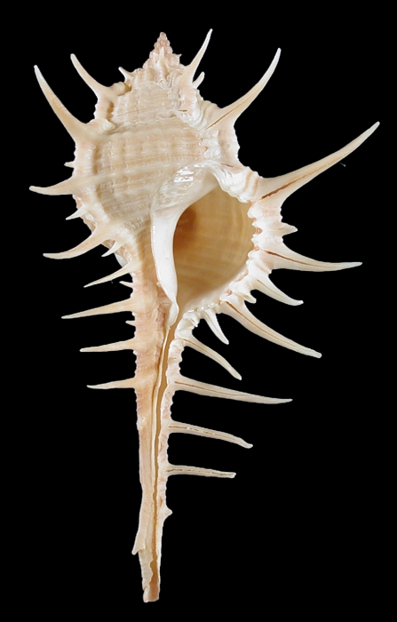 Murex aduncospinosus Murex aduncospinosus