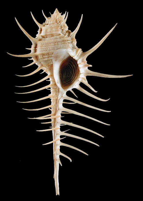 Murex spectabilis Murex spectabilis