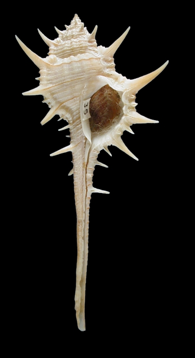 Murex concinnus