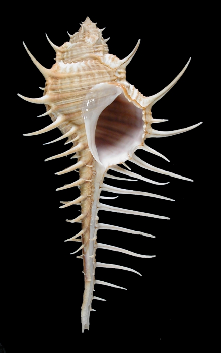 Murex djarianensis poppei Murex djarianensis poppei