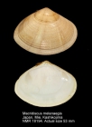 Macridiscus aequilatera