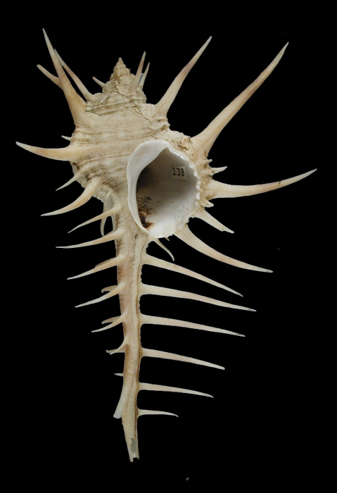 Murex salomonensis Murex salomonensis