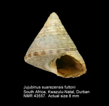 Jujubinus suarezensis fultoni