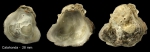 Ostrea stentina Payraudeau, 1826 specimen from Calahonda, S.. Spain, actual size 28 mm