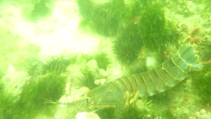 Pseudosquillopsis lessonii (Guérin, 1830)