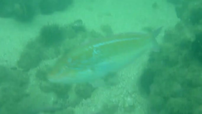 Halichoeres dispilus (Günther, 1864)